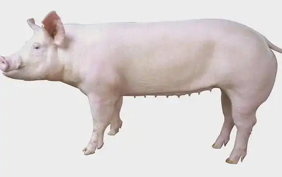 最好是长白公猪于大白母猪交配产下的长大二元母猪,这种二元母猪与杜