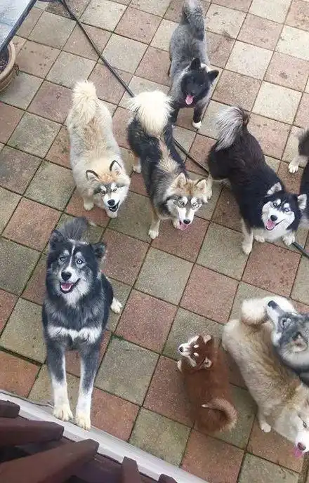 网友习惯投喂过路狗子,没想到几个月后居然有一群二哈找上门,笑喷了!