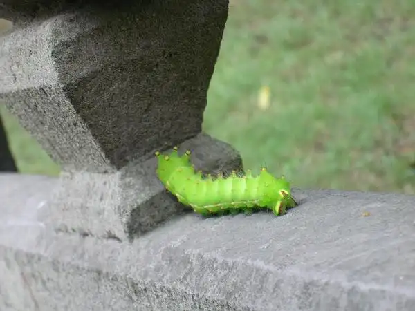 在灵隐寺的巨型毛毛虫.能和手机差不多大