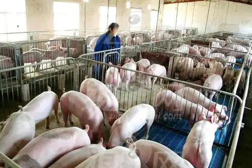 三大养殖创业热门选择