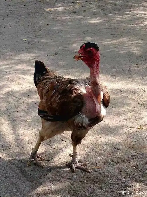铎卉被这只鸡逗乐了,头上一捉黑毛,就像特制的发型,脖子上秃秃的没毛