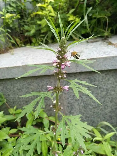 自然童心植物图鉴之益母草