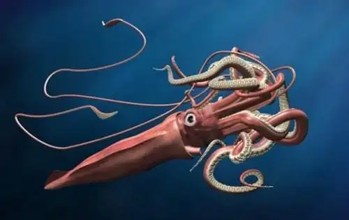 巨齿鲨pk大王乌贼后者远远不敌差距颇大