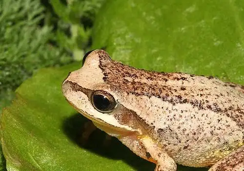棕树蛙