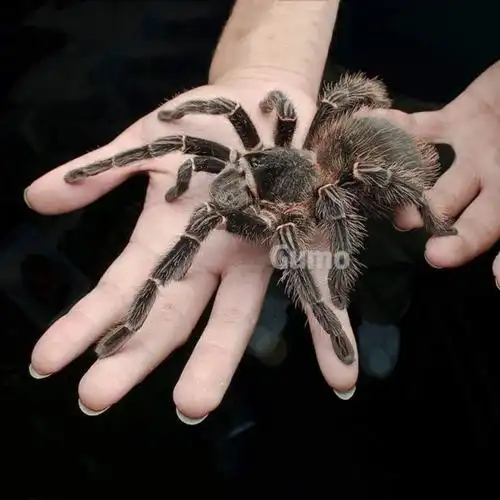 京选推荐巴西所罗门食鸟蛛宠物爬虫异类温顺可上手低毒性活幼成苗
