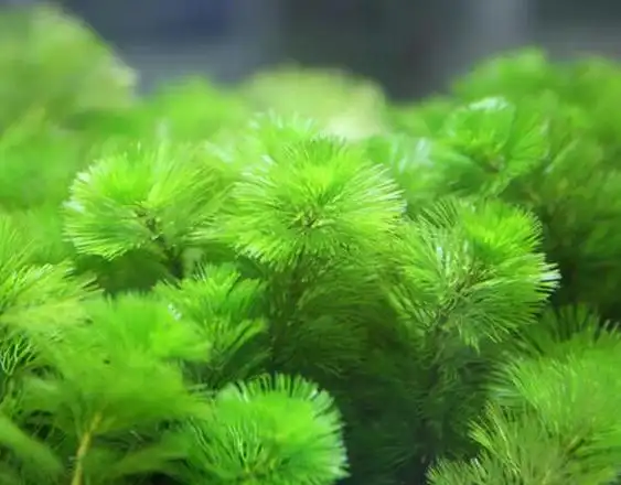 将绿菊水草剪一段没有根放在水中就能活吗绿菊水草具体繁育方法