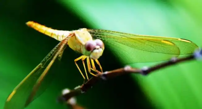 蜻蜓有几只腿?