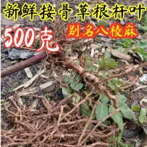 四川新鲜生八棱麻根接骨草根陆英蒴藋 野臭草叶子中草药