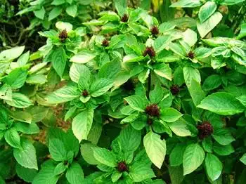 毛罗勒的营养功效及吃法