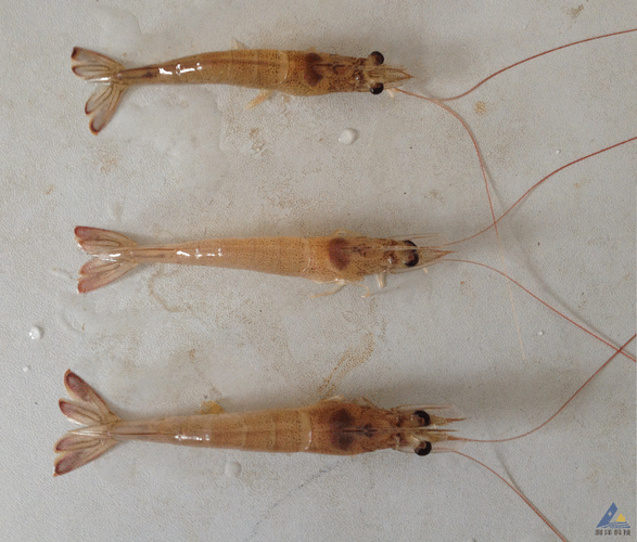 南美白对虾产生红须红体的原因及应对方法?_病毒_水体_进行