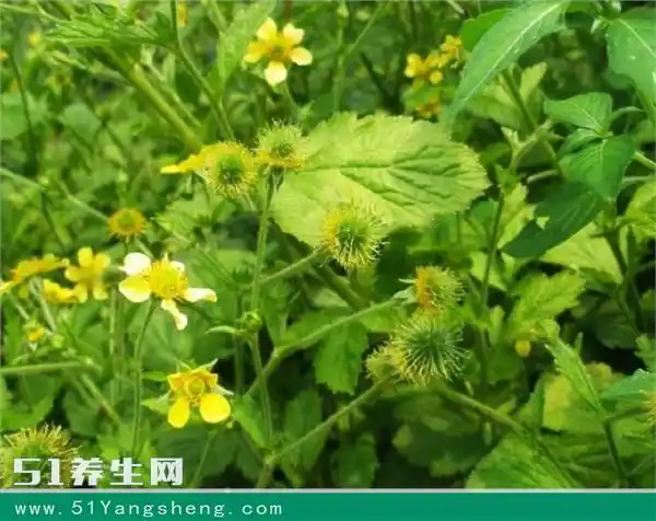 记载,蓝布正全草可入药,具有益气健脾,补血养阴,润肺化痰的功效,可以