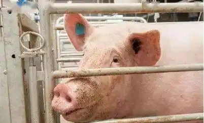 配种前的免疫1,后备母猪在配种前常规疫苗一定要注射好.