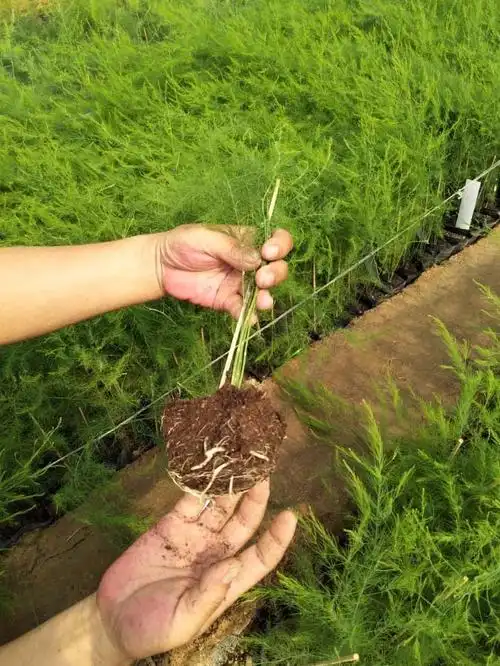 当阳优质芦笋苗哪里购买的好