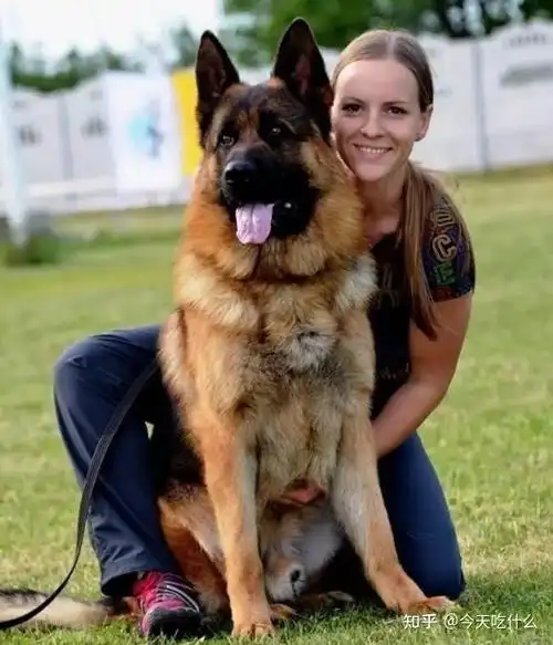 这几种中大型犬服从性超高养了不后悔