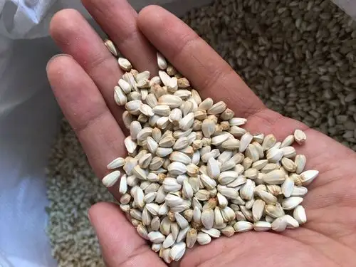 红花种子药材花种孑草新疆种籽入药家庭园艺种子