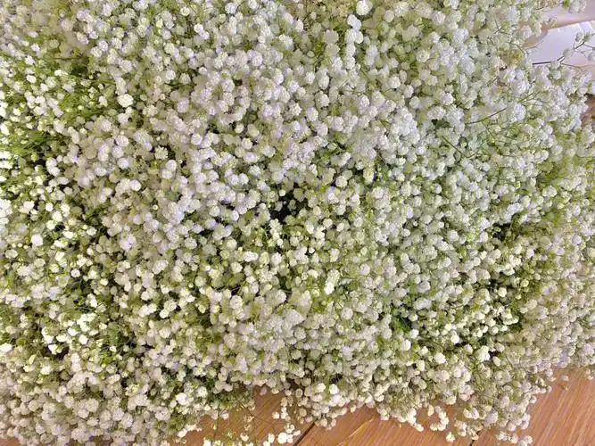 还入手了8斤勿忘我,2斤情人草,都还不错,干花预备中.#鲜花分享