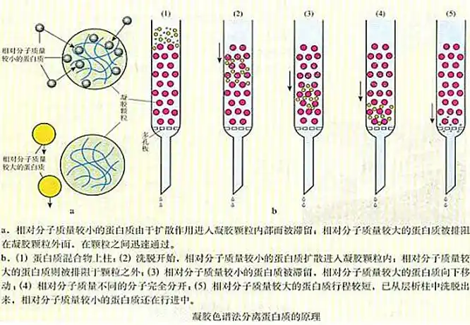 凝胶色谱法的原理是什么