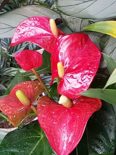 瞧瞧我们的红马蹄莲