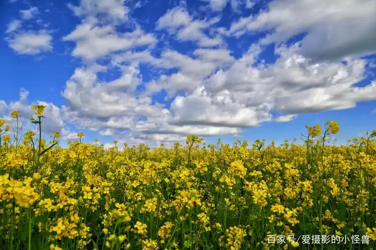甘肃山丹马场千亩油菜花盛开,快来围观