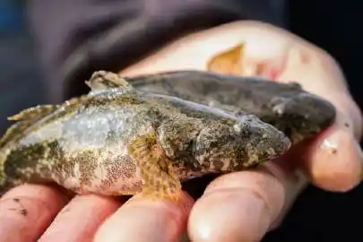 苏州春味#塘鳢鱼炖蛋:鲜得眉毛都要掉. 来自苏州发布 - 微博