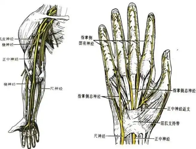 一文读懂丨腕管综合征
