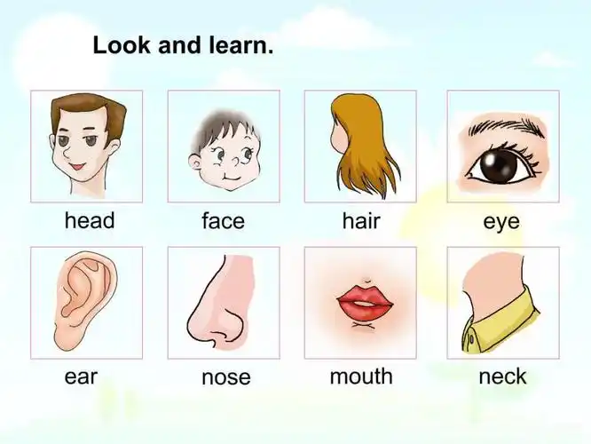 初中英语仁爱科普版七年级上册topic1ihaveasmallnose教学ppt课件