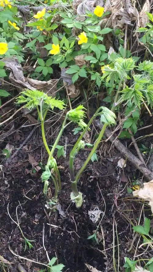 长白山特产:野生升麻!