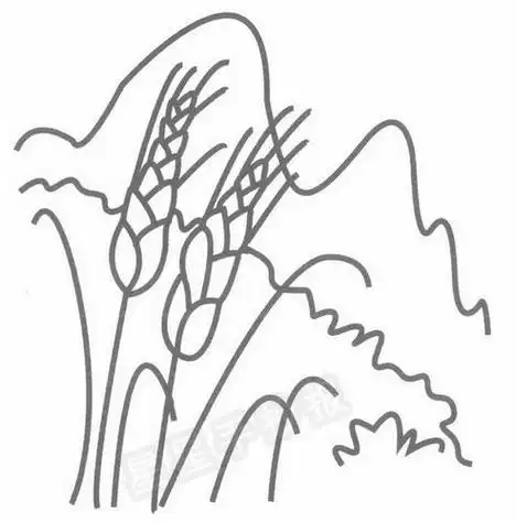 小麦麦田简笔画