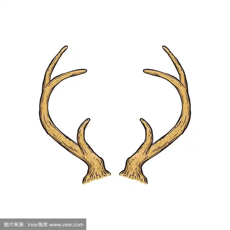 手绘鹿角孤立在白色背景-矢量插图