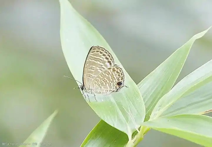 古楼娜灰蝶图片