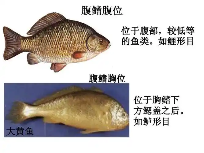 动物学实验九-鲫鱼解剖ppt