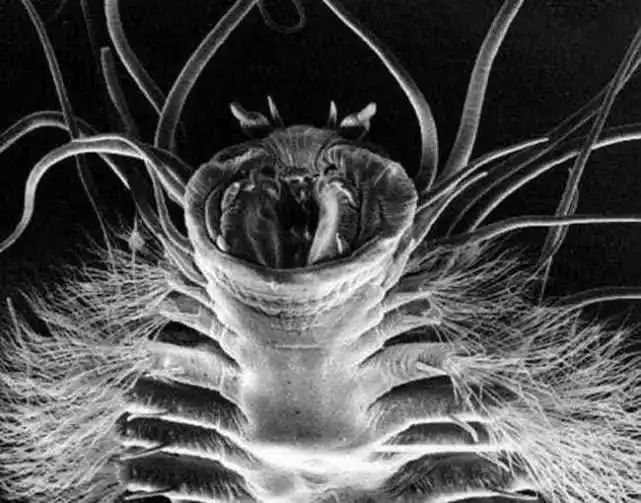 为什么温度一高,冰虫反而会自溶?5种极地生物完美的生存机制