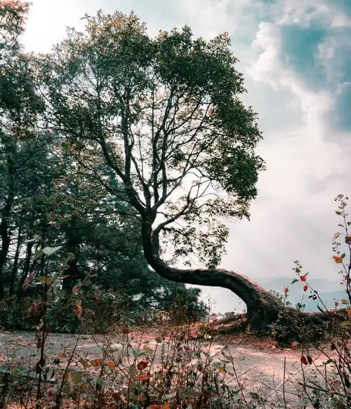 家乡临沧旗山快到顶时的一颗古树俗称"歪脖子树"