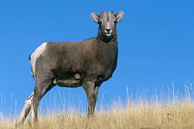 落基山_大角羊_羊羔_图片大全