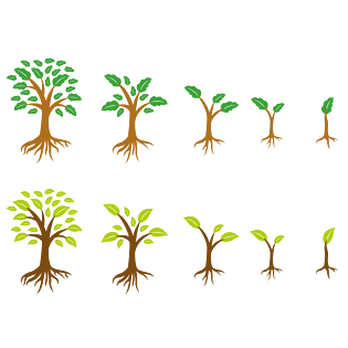 慢慢长大的树苗