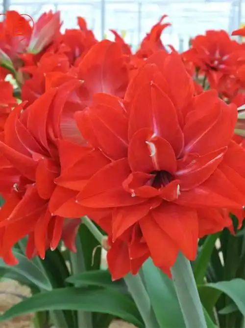 大球花孔雀真品朱顶红进口重瓣种球带花苞盆栽安吉拉重瓣朱顶红花