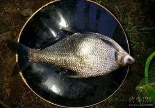 冬季南方池塘钓作钓鲫鱼鲤鱼鳊鱼晚出早归有渔获