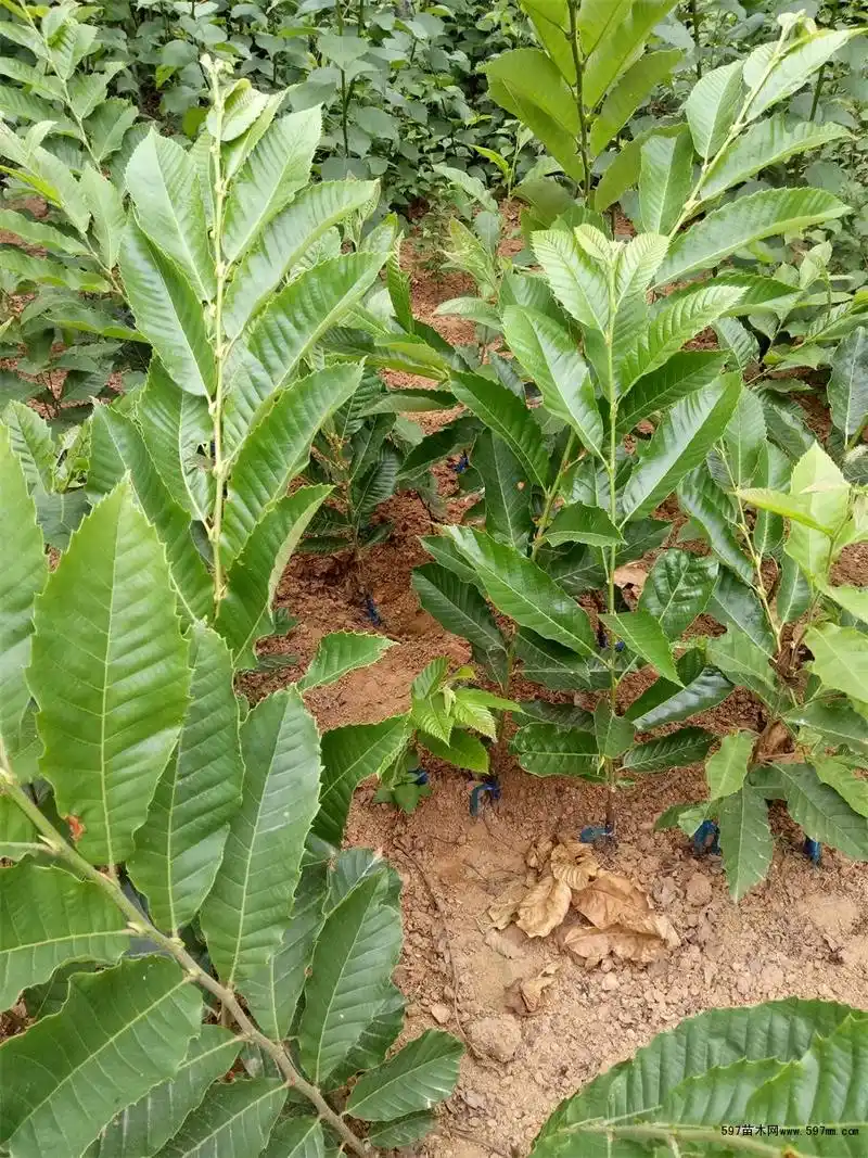 镇安板栗苗两年就可以挂果口感好的品种