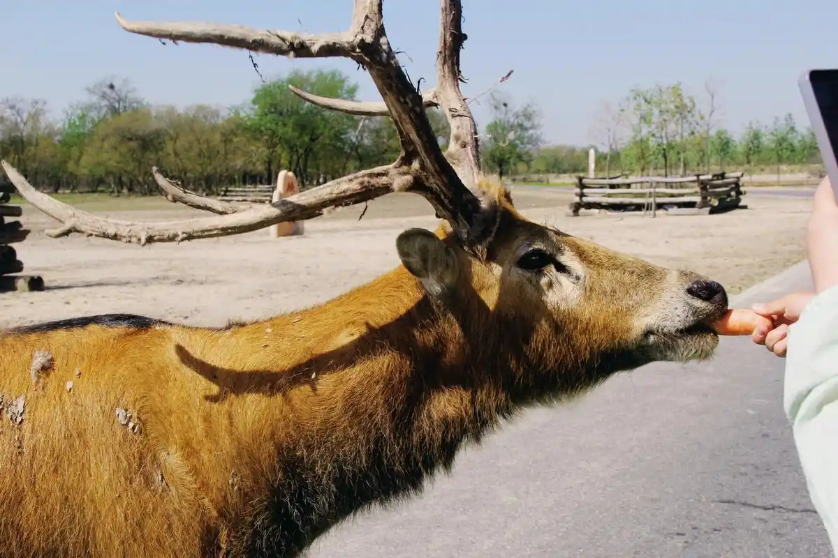 盐城唯一一个aaaaa景点,教你怎么玩～ 03中华麋鹿园位于盐城大丰区