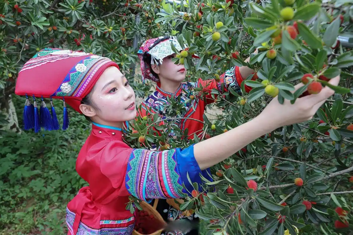 【宁波慈溪大棚杨梅开摘!