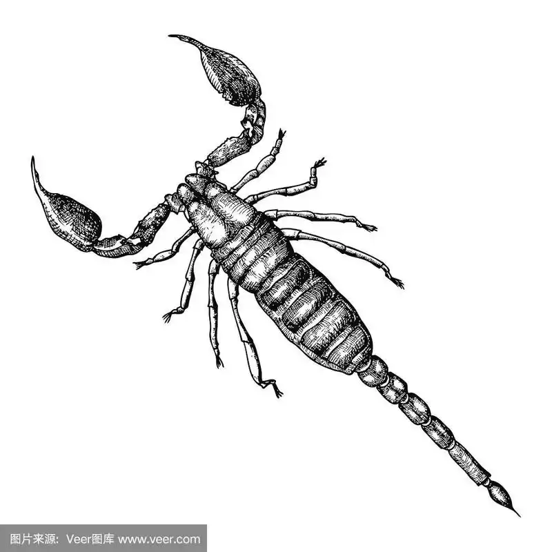 画黑蝎子的素描.万圣节,民间传说黑魔法的属性.向量.