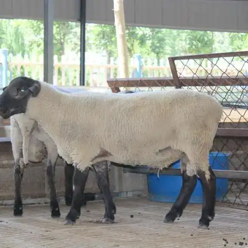 萨福克羊价格萨福克羊供应同慧养殖多胎高产