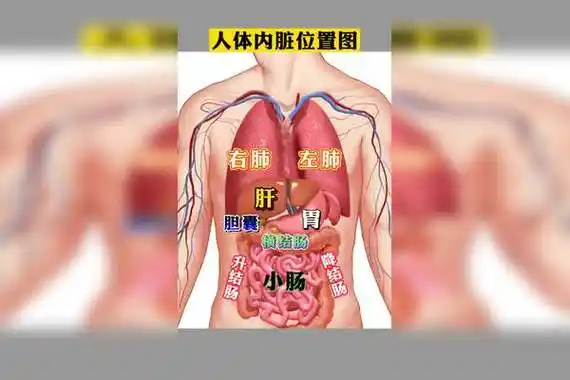 肝在什么位置的人体器官图_位置_什么