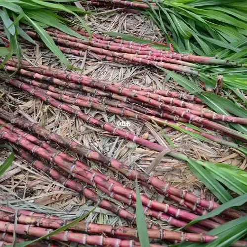 云南高山红皮甘蔗