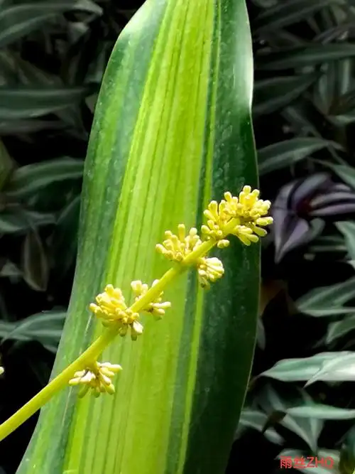 天门冬科香龙血树之花