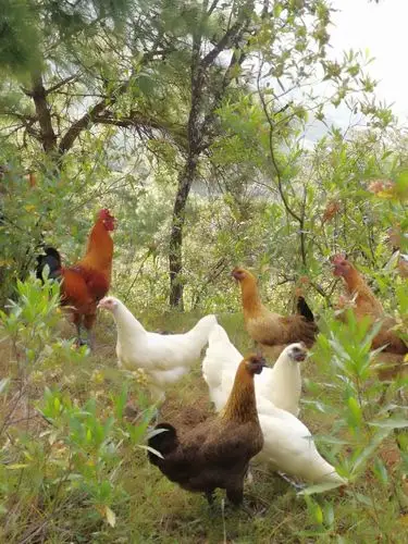 丽江永胜乍力湾她各边山林下放养生态乌骨鸡土鸡,土鸡蛋