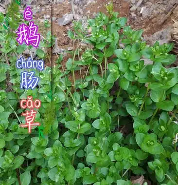 贵州毕节可乐乡古夜郎大山野生鹅肠菜野生全草下单现采现