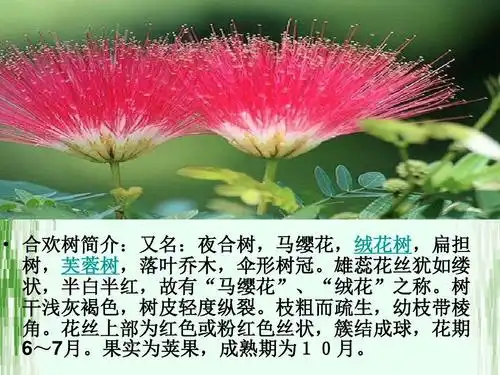 语文 高一语文 1《合欢树》ppt   合欢树简介:又名:夜合树,马缨花