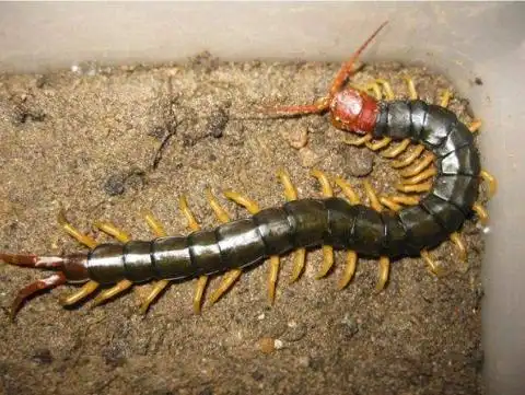 蜈蚣价格最新价格表