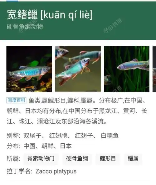 区分真正的马口鱼